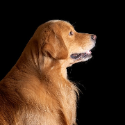 A Good Dog Living a Very Good Life